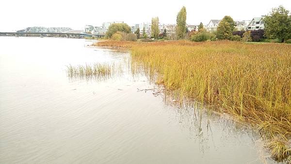 在河堤岸邊悠閒地抽大麻 20231019_103700_Middle Arm Waterfront Greenway.JPG