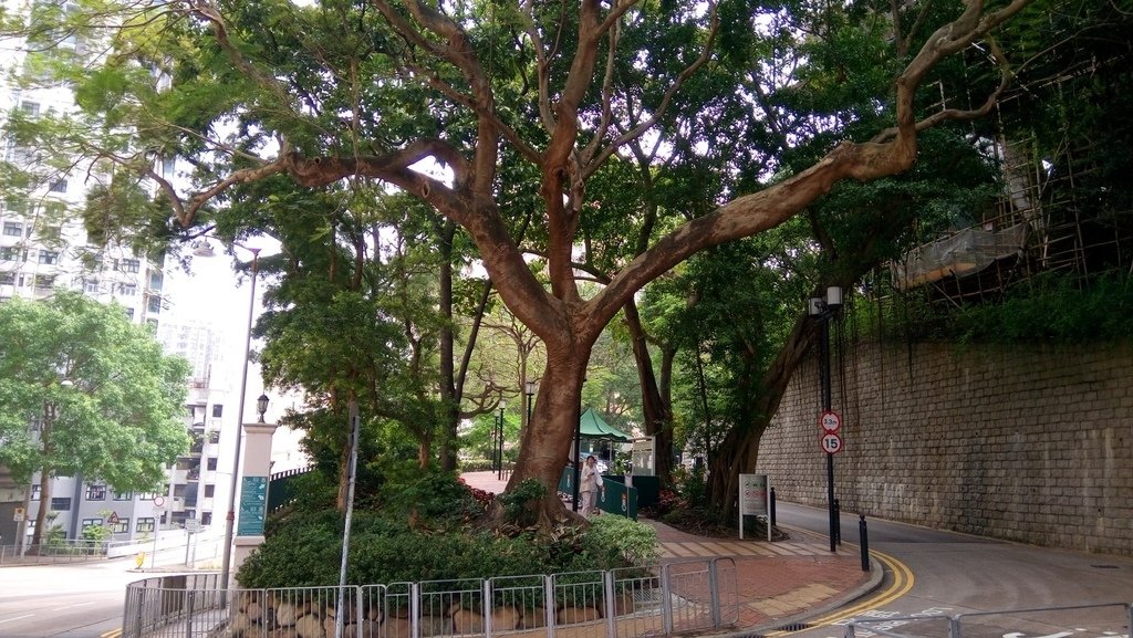 20240507_104600_香港大學_香港薄扶林.JPG