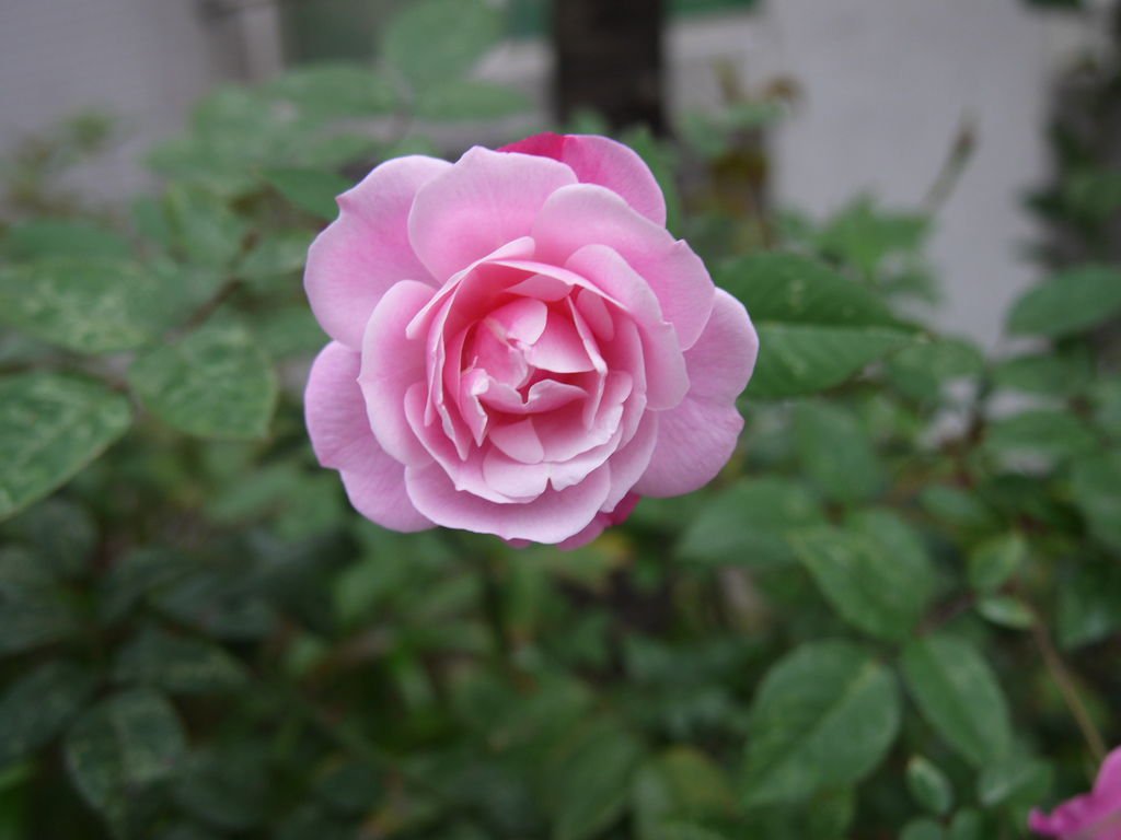 P1100819.JPG