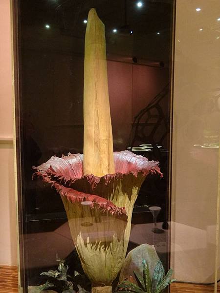 台灣博物館~植物的魔法特展15.JPG