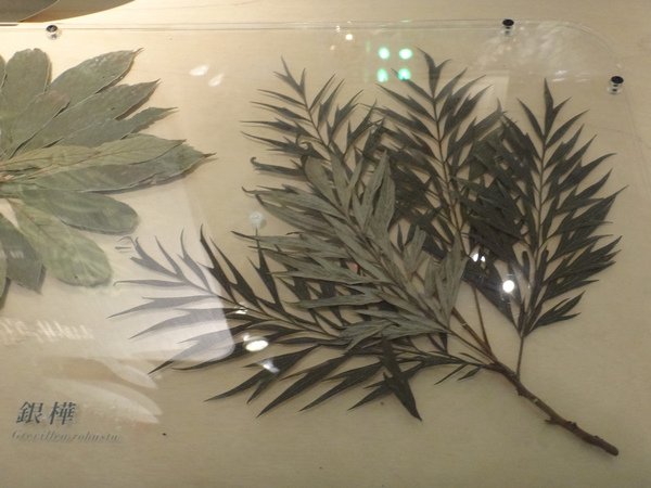 台灣博物館~植物的魔法特展67.JPG