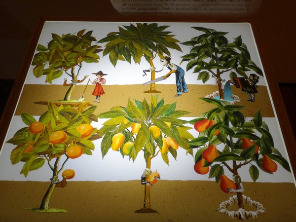 台灣博物館~植物的魔法特展90.JPG