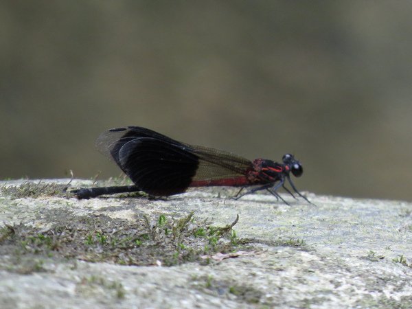 IMG_7754.JPG