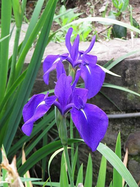 IMG_1097.JPG