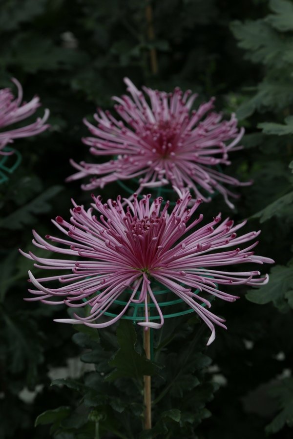B98A6591.JPG