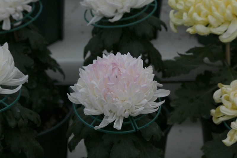 B98A6621.JPG