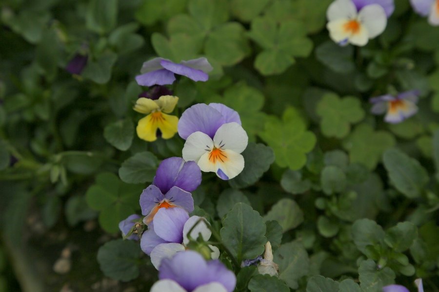 B98A9204.jpg