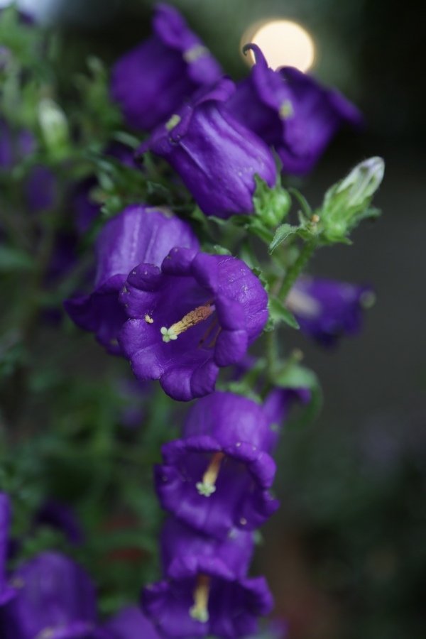 B98A9207.jpg