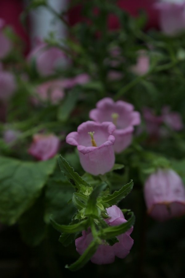 B98A9220.jpg