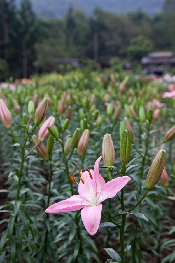 桃源仙谷_20101014152802.jpg