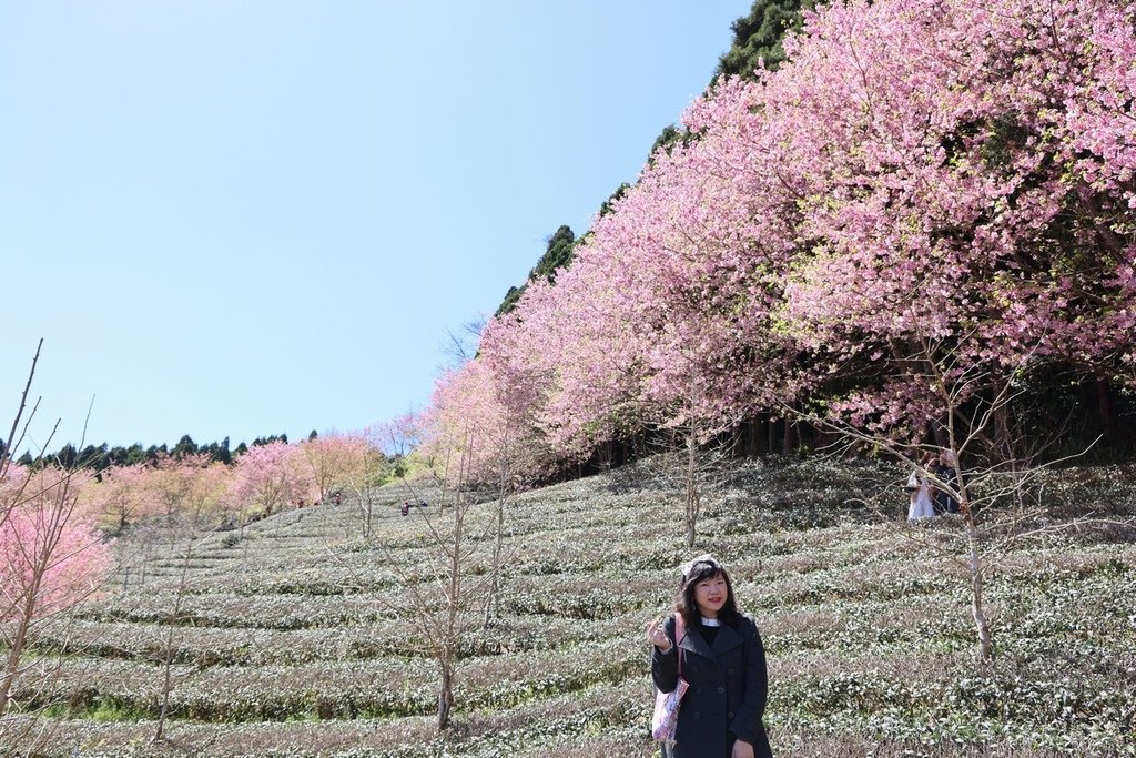 山上人家休閒農場(2022年櫻花季)