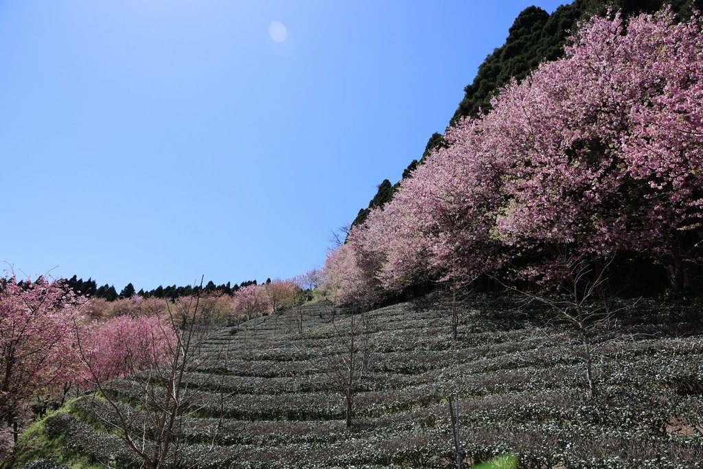 山上人家休閒農場(2022年櫻花季)