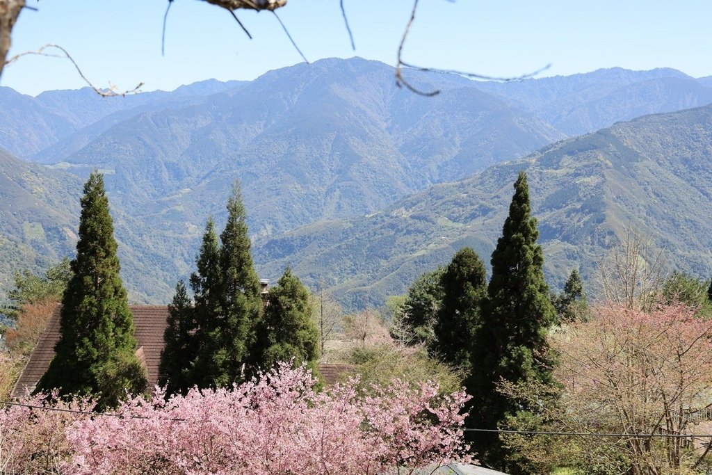 山上人家休閒農場(2022年櫻花季)