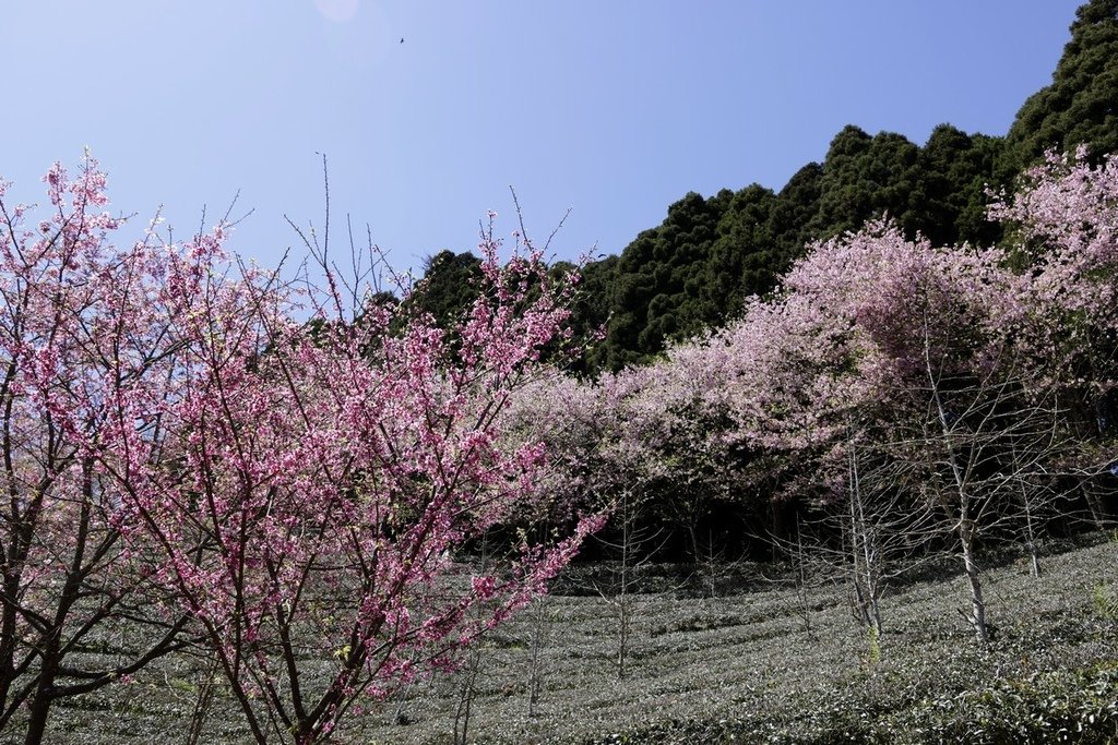 山上人家休閒農場(2022年櫻花季)