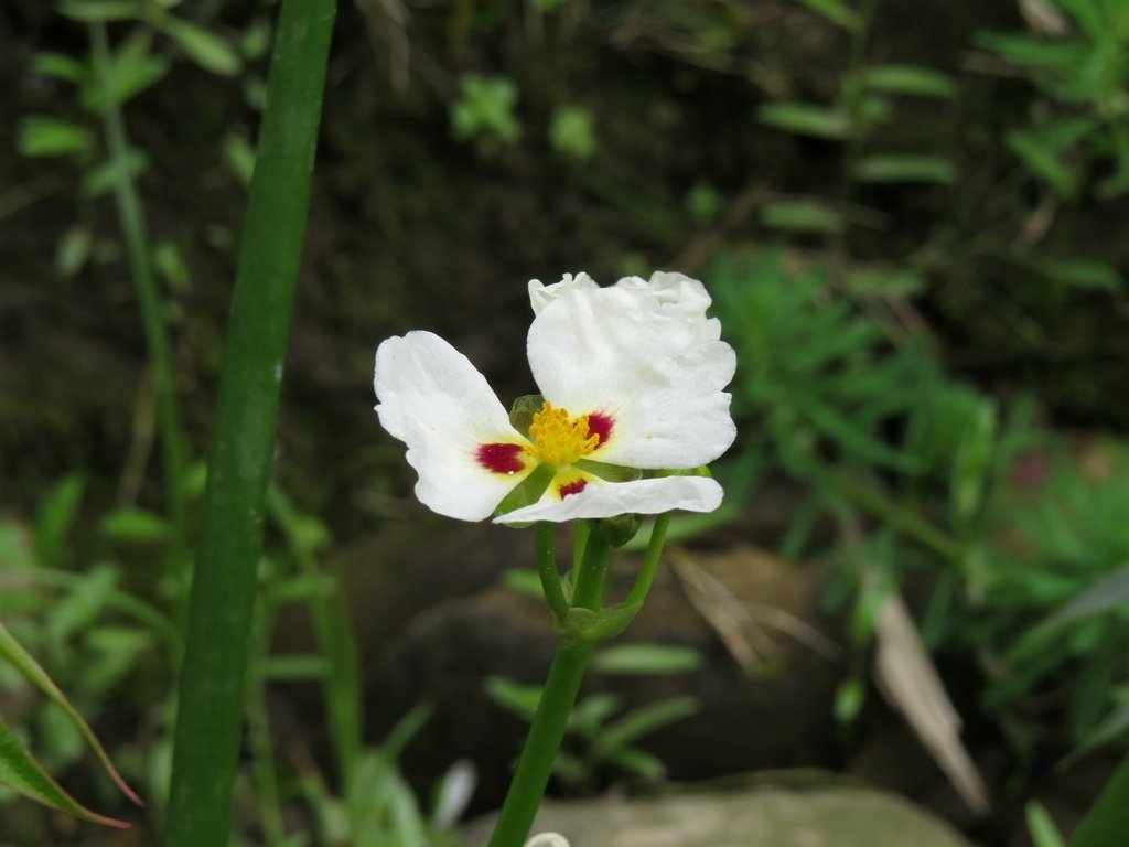 爆米花慈菇