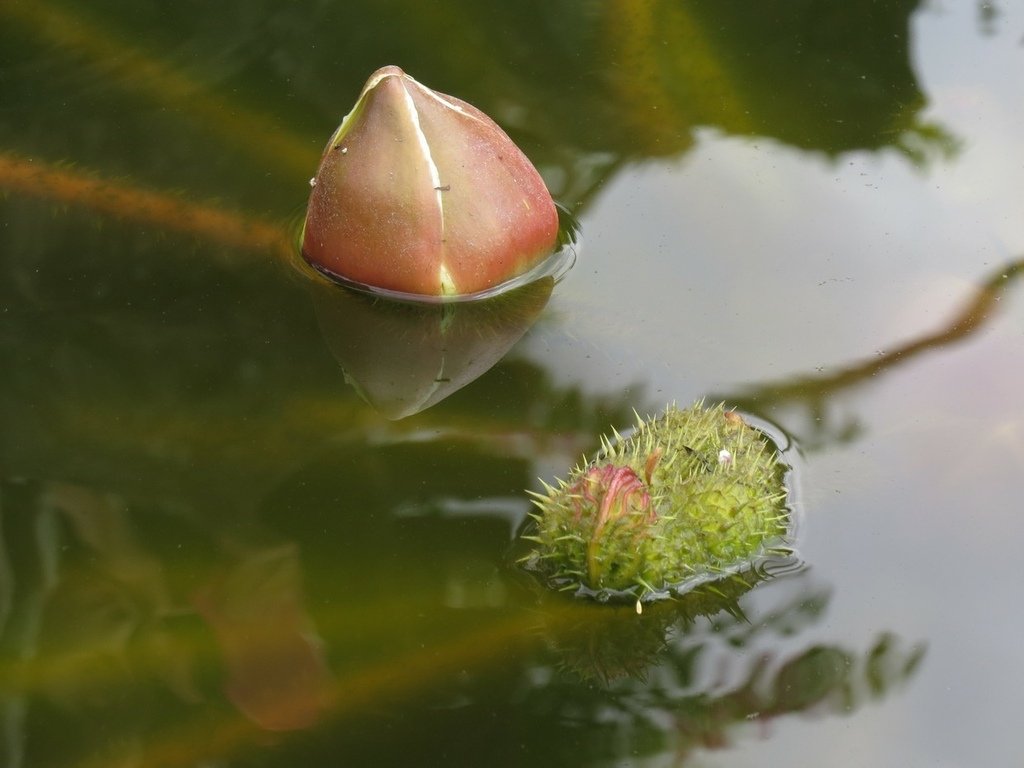 大王蓮