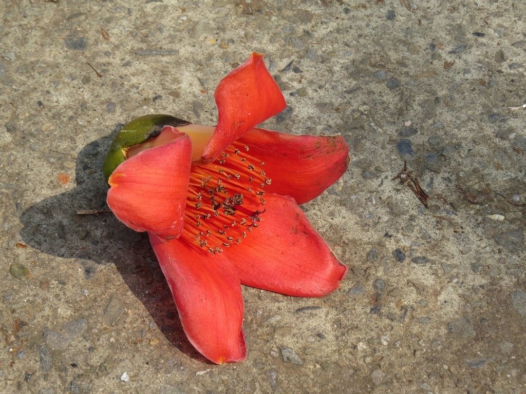 IMG_4364.JPG