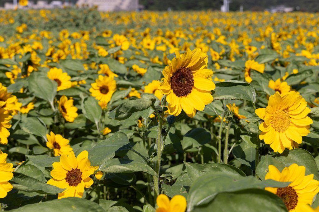 大佳河濱公園 向日葵花海