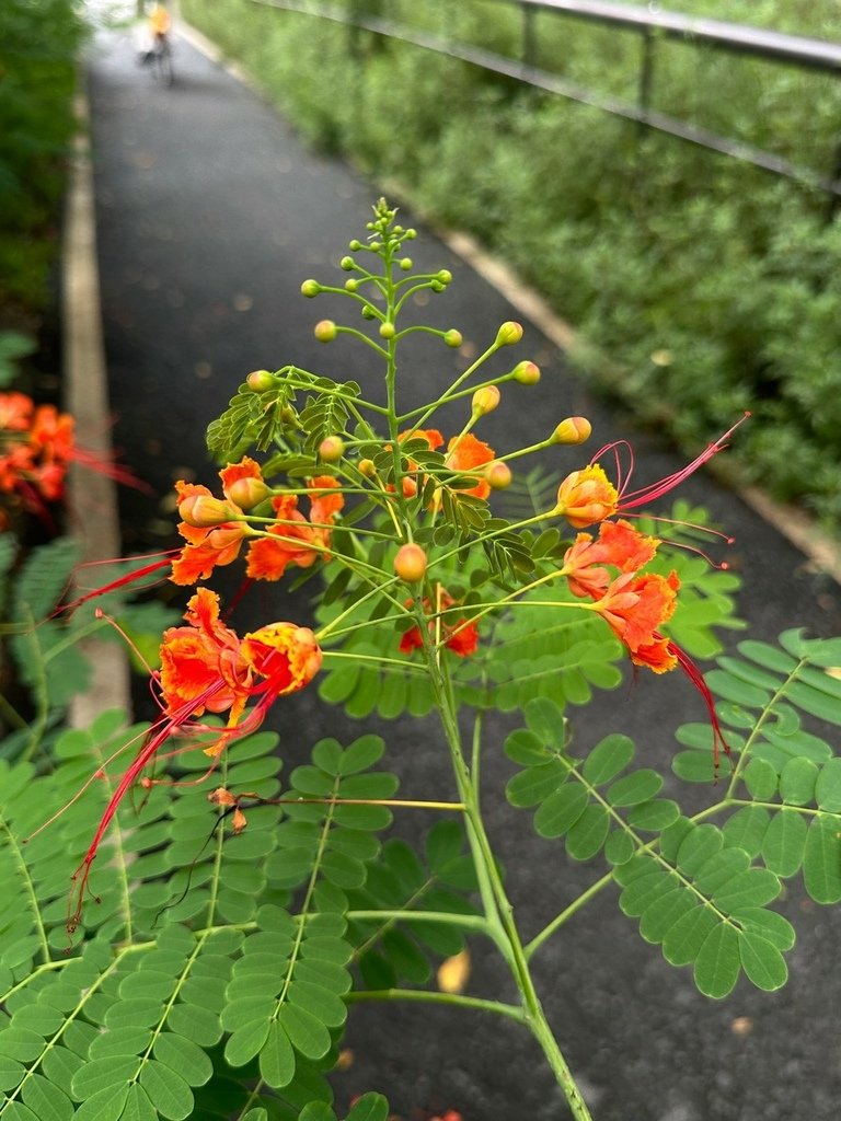蛺蝶花
