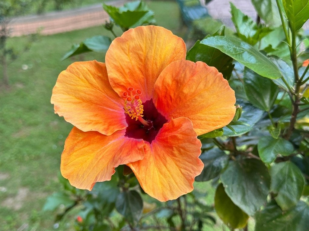 朱槿