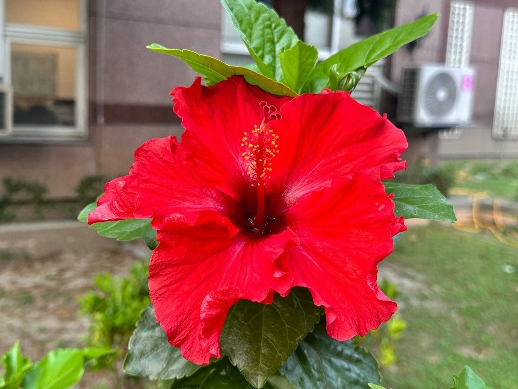 朱槿