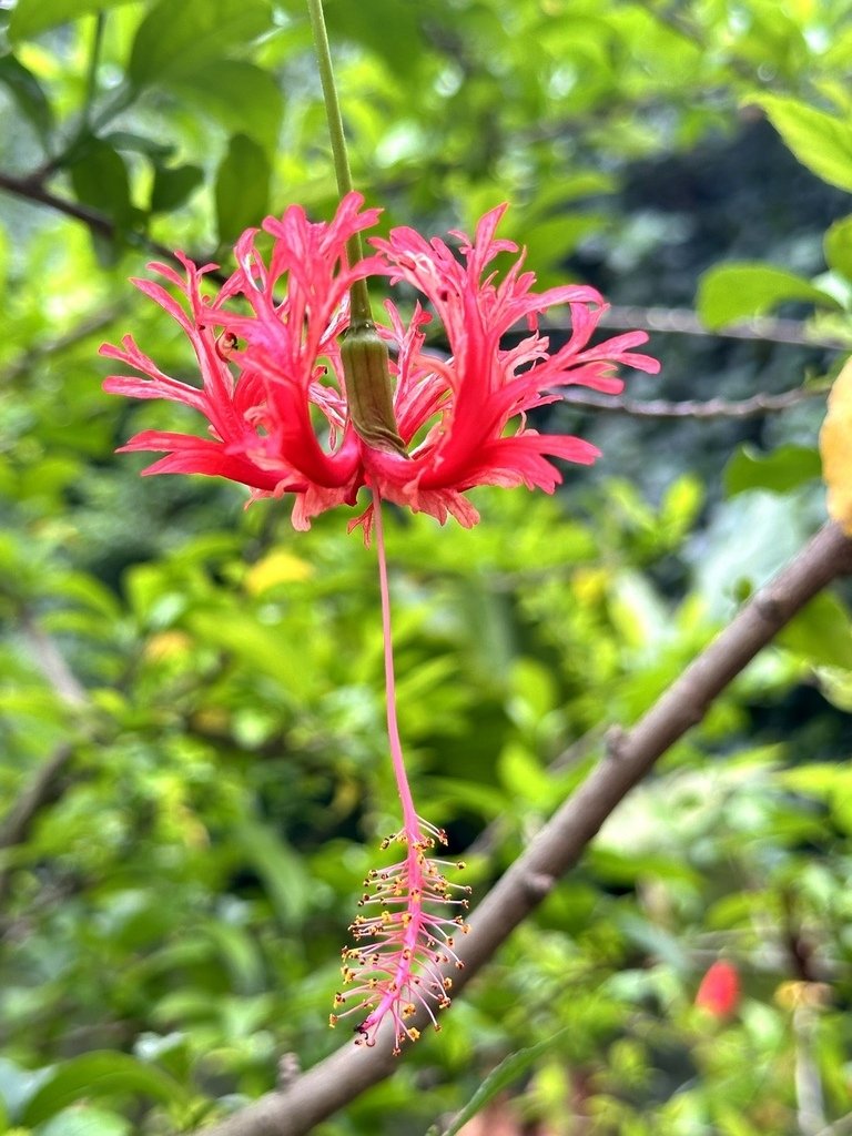 裂瓣朱槿