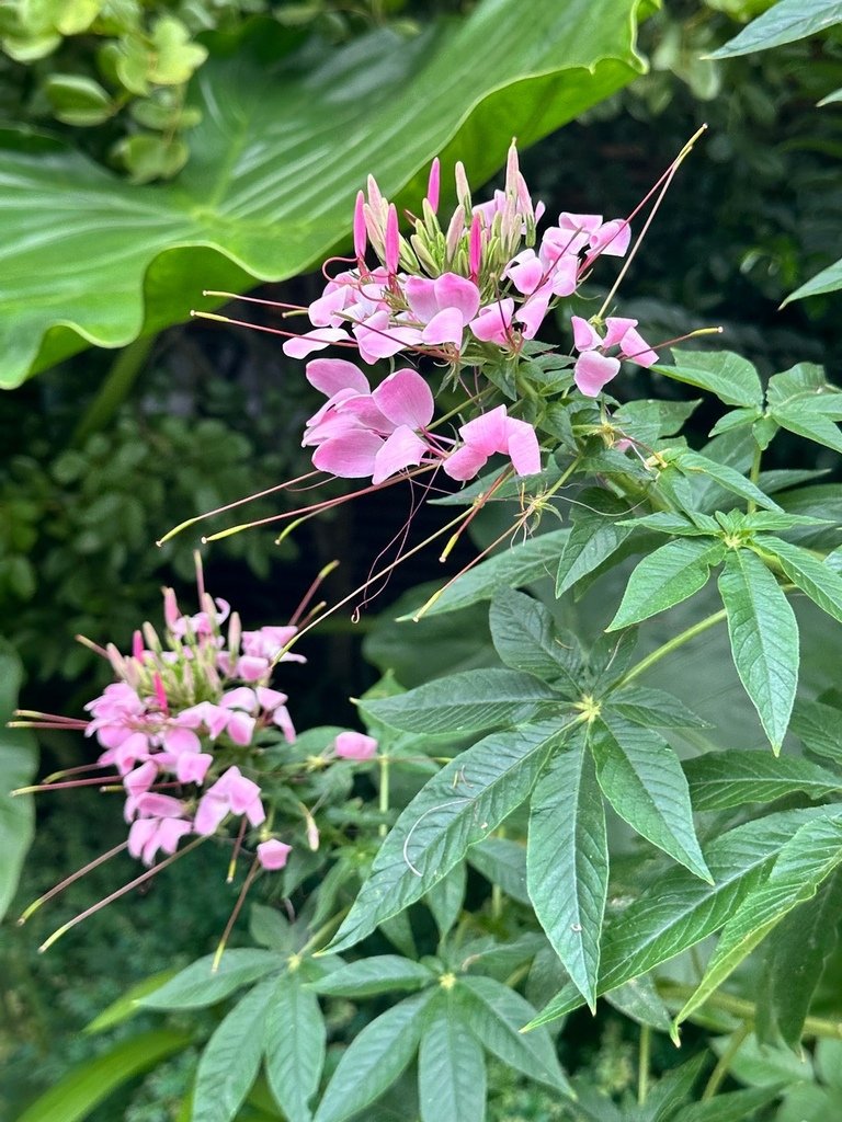 醉蝶花