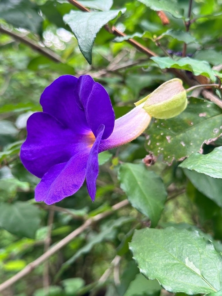 立鶴花
