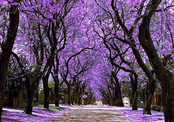 jacaranda1.jpg