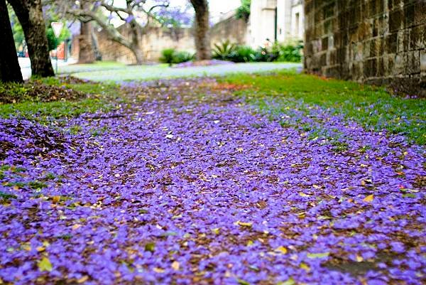 jacaranda-season.jpg