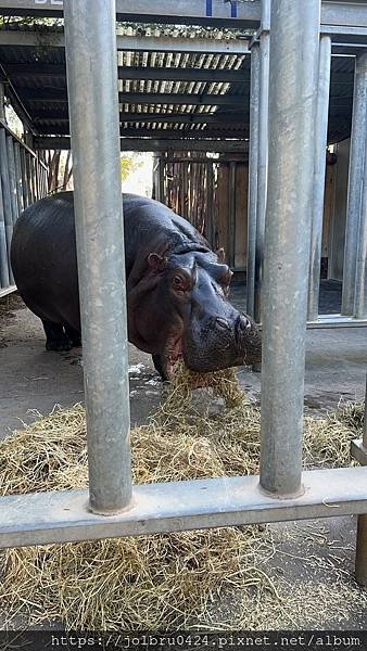 LINE_ALBUM_日間動物園_230711_3.jpg