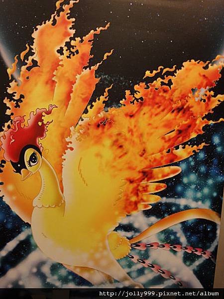 火鳥2.JPG