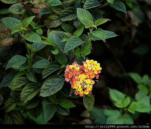 花0H