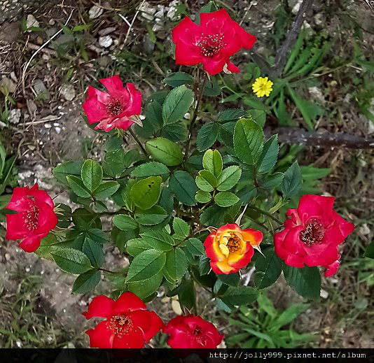 花0R
