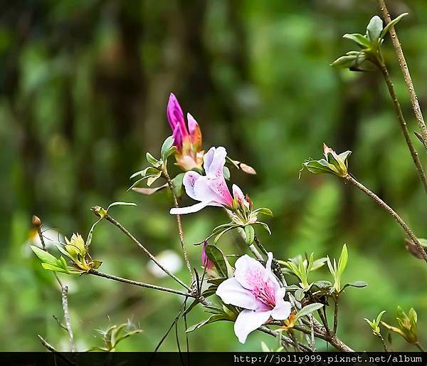 花7