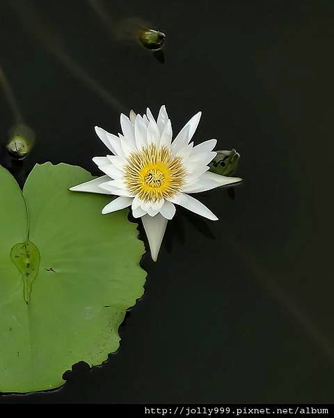 香水蓮花0D