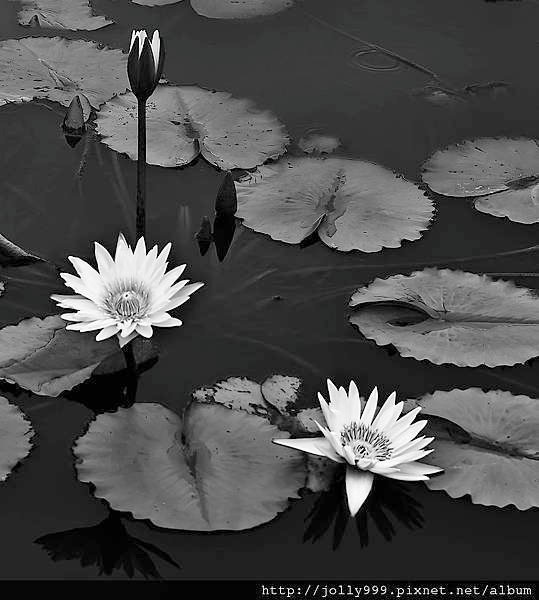 香水蓮花8