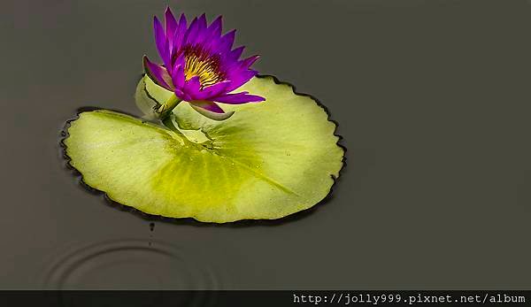 香水蓮花B