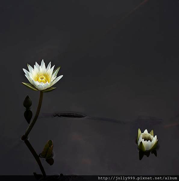 香水蓮花0L