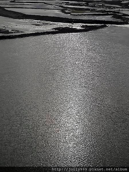 台南四股濕地4