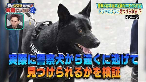 巷のウワサ大検証！それって実際どうなの会 20240731 3 警察犬は本当に足跡のニオイだけでドラマのように見つけられる！？ 3.jpg