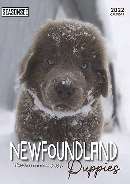 Newfoundland-Puppies-Calendar-2022-Gifts-for-Friends-and-Family-with-18month-Monthly-Calendar-in-85x11-inch.jpg