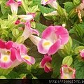 DSC_4049.JPG