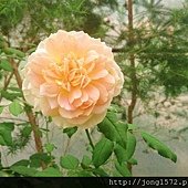 DSC_4858.JPG
