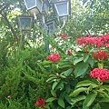 DSC_7021.JPG