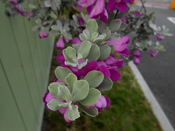 紅花玉芙蓉 