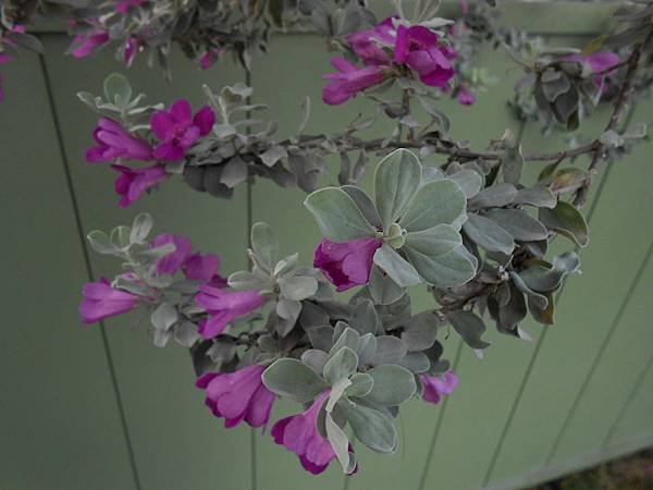 紅花玉芙蓉 