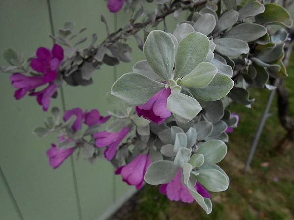 紅花玉芙蓉 