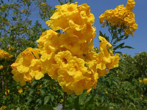 黃鐘花