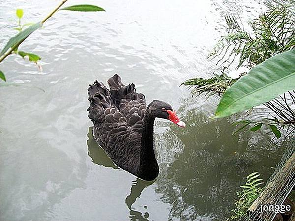 黑天鵝